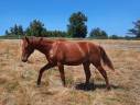 Potro Oldenburgués En venta 2024 Alazán por Fornsbacher