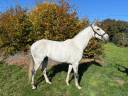 Caballo castrado Lusitano En venta 2016 Tordo por Zenite