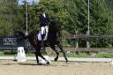 Caballo castrado Oldenburgués En venta 2016 Negro por don juan de hus