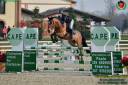 Caballo castrado PFS Poni Françés de Silla En venta 2014 Bayo