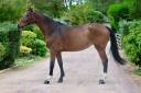 Yegua KWPN Caballo de Deporte Neerlandés En venta 2016 Bayo por Arezzo VDL