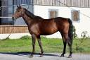 Yegua Zangersheide En venta 2019 Bayo por CANTURO