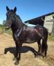 Caballo castrado Caballo Menorquin En venta 2016 Negro por SUTSU(ESP)OES