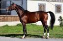 Caballo entero Silla Francés En venta 2019 Bayo por QLASSIC BOIS MARGOT