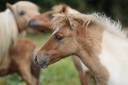 Potranca Shetland En venta 2025 Dun por ICE TEA OF FAIRY OAK