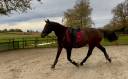Caballo castrado Silla Francés En venta 2021 Bayo por FURSTENBALL