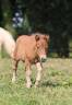 Potranca Shetland En venta 2025 Otra capa por HIP HIP HIP DES ISLES