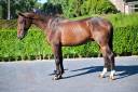 Caballo castrado Caballo de Deporte Irlandés En venta 2020 Bayo por WINTSENT V