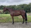 Caballo castrado Zangersheide En venta 2021 Bayo moreno