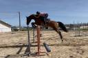 Caballo castrado Zangersheide En venta 2020 Bayo