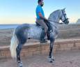 Caballo castrado PRE Pura Raza Española En venta 2021 Tordo