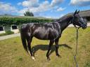Potranca Pura Sangre En venta 2016 Bayo moreno