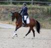 Caballo castrado Caballo de Deporte Alemán En venta 2021 Bayo
