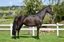 Yegua BWP Caballo de Sangre Belga En venta 2021 Negro por I'M SPECIAL DE MUZE