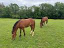 Caballo castrado Franca-Montaña En venta 2024 Bayo por Hitch
