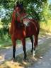 Caballo castrado Trotón Francés En venta 2011 Bayo