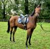 Caballo castrado Pura Sangre Inglés En venta 2022 Bayo