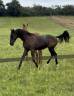 Caballo castrado Oldenburgués En venta 2024 Negro por Vpower