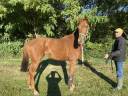 Caballo castrado Pura Sangre En venta 2020 Alazán