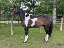 Caballo castrado Origen No Constatado En venta 2022 Pío