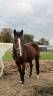 Yegua AES Anglo European Studbook En venta 2013 Bayo por Dimaggio de Bellerose
