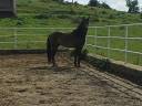 Caballos PRE