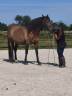 Caballo castrado PRE Pura Raza Española En venta 2020 Bayo