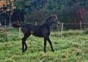 Potranca Silla Francés En venta 2025 Bayo moreno por Black Jack DK Z