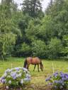 Caballo castrado Wielkopolski  En venta 2014 Bayo por KLASYK