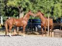 Caballo entero Silla Francés En venta 2023 Pelo de vaca por Firth of Lorne