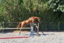 Caballo castrado Silla Francés En venta 2023 Alazán por I Am Semilly