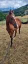 Potranca Akhal Teke En venta 2024 Bayo por Karar