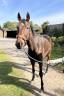 Caballo castrado AQPS En venta 2017 Bayo