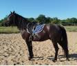 Caballo castrado Connemara En venta 2021 Negro por TITUS DE LIAF