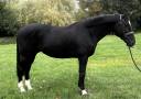 Caballo castrado Zangersheide En venta 2017 Negro