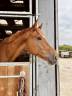 Caballo castrado sBs Caballo de Deporte Belga En venta 2020 Alazán por VIGO D ARSOUILLES