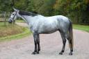 Caballo castrado Silla Francés En venta 2020 Tordo por Baloussini