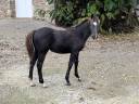 Potranca PFS Poni Françés de Silla En venta 2025 Bayo moreno por Very star kerveyer