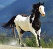Caballo castrado Paint Horse En venta 2014 Overo por DARK DD HOTWHEEL (BEL)