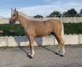 Caballo castrado Caballo de Deporte Irlandés En venta 2022 Palomino