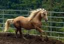Caballo entero Paint Horse En venta 2023 Palomino