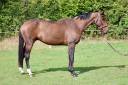 Caballo castrado Silla Francés Préstamo 2018 Bayo