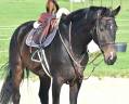 Caballo castrado Hannoveriano En venta 2016 Bayo moreno