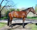 Caballo castrado Silla Franc&eacute;s En venta 2022 Bayo por COLORE, HOLST