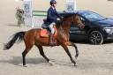 Yegua KWPN Caballo de Deporte Neerlandés En venta 2014 Bayo por ZAVALL VDL (NLD) KWPN 2004