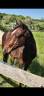 Potro Quarter Horse En venta 2024 Bayo por EASY SMARTY GUN