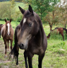 Yegua Akhal Teke En venta 2017 Isabelo por Orion
