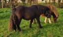 Caballo entero Shetland En venta 2024 Negro por VICKING COMMANDERIE