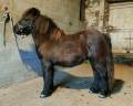 Caballo entero Shetland En venta 2024 Negro por VICKING COMMANDERIE