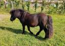Caballo entero Shetland En venta 2024 Negro por VICKING COMMANDERIE